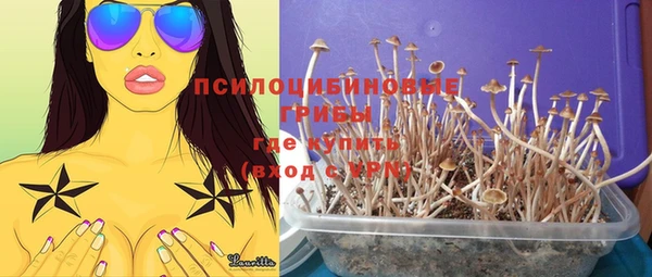 прущие грибы Алзамай